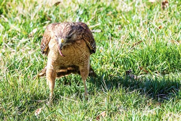 Hawk eating worm