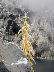 Poster - USA, Washington State. Alpine Lakes Wilderness, Enchantment Lakes, Snow covered Larch tree and rock