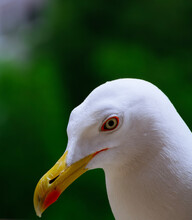 Urban Seagull Portrait