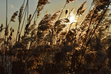 Sticker - sunset in the grass