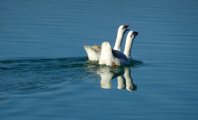 a pair of white geese swimming in the water