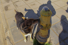 Thirsty Street Dog Drinking Water From A Fire Hydrant On A Hot Summer's Day