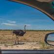 View from a car with mirrow to a Ostrich in the Etosha National Park, Namibia