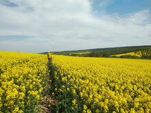 Amazing Bright Colorful Spring And Summer Landscape For Wallpaper. Yellow Field Of Flowering Rape With A Farmer
