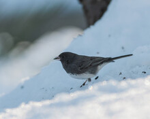 Dark Eyed Junco Bird In Snow With Seed