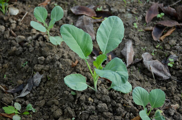 Poster - closeup shot of cabbage seedlings in the garden