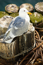 Seagull On Ferry Piling.  Whidby Island, WA