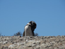 Penguin Portrait Under A Blue Sky