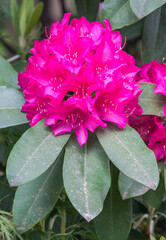 Poster - USA, Washington State, Seattle. Kubota Garden, rhododendron.