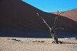 Kameldornbaum im Deadvlei im Namib-Naukluft Nationalpark.