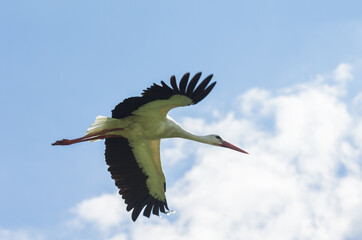 Wall Mural - White stork flying on a blue sky