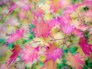 Canvas Print - USA, Washington State, Sammamish Japanese Maple leaves fall colors in gold and reds