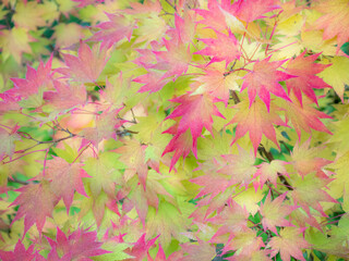 Sticker - USA, Washington State, Sammamish Japanese Maple leaves fall colors in gold and reds