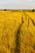 Yellow Prairie Grass