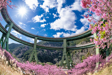 Wall Mural - 静岡県賀茂郡河津町　河津ループ橋と上条の河津桜