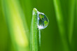 © Daniel Grill/Tetra Images - USA, New Jersey, Jersey City, dew drop on grass