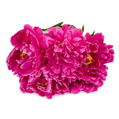 Wall Mural - Pink peony flower heads (Paeonia lactiflora) isolated on a white background. 