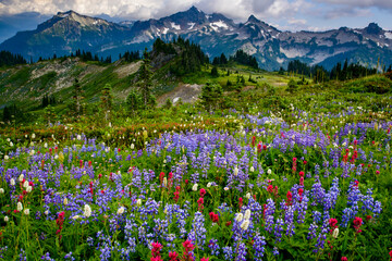 Sticker - USA, Washington State, Mount Rainier National Park. Wildflowers carpet edge of Paradise hiking trail.