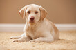 © Mike Kemp/Tetra Images - Portrait of Yellow Labrador Retriever