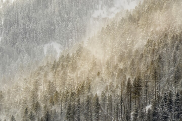 Wall Mural - First light on mountain slope of snow covered trees, Lamar Valley, Yellowstone National Park, Wyoming, Montana.