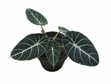 Alocasia Reginula Black Velvet Plant, Isolated On White Background