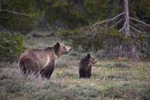 USA, Wyoming, Grand Teton National Park. Sow Grizzly With Cub.
