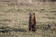 USA, Wyoming, Grand Teton National Park. Grizzly yearling cub standing in meadow.