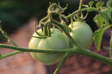 Canvas Print - Selective focus shot of green large tomatoes throwing in a family garden