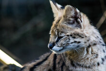 Closeup Shot Of A Serval Wild Cat Face