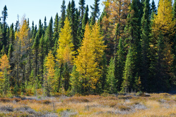 northern ontario forest