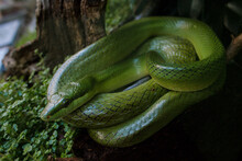 Curled-up Green Snake On A Tree Branch At ARTIS Zoo In Amsterdam, Netherlands