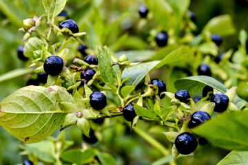 fruits of belladonna or banewort or dwale or deadly nightshade – atropa belladonna - in autumn, bava