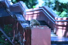 Close-up Of Monkey On A Building