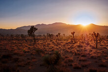 Scenic View Of The Joshua Tree National Park During Sunset, California USA