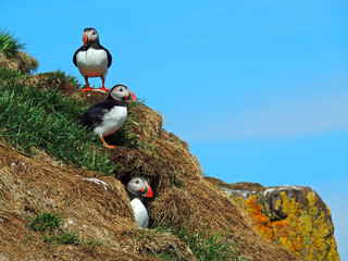 Wall Mural - trio of colorful atlantic puffins in  the cliffs of  their nesting colony on a sunny summer day in the eastern fjotds of iceland