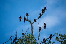Low Angle Shot Of Crows Perched On A Tree Branch Against The Clear Blue Sky