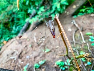 spider hunting bug in its web