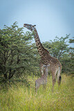 Fototapeta Sawanna - Masai giraffe browses beside baby in bushes
