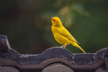Closeup Of A Saffron Finch Perched On A Wall Under The Sunlight With A Blurry