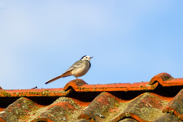 Sticker - White wagtail sitting on roof