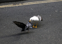 Scary Shot Of A Seagull Hunting And Eating Another Bird On An Asphalt Street