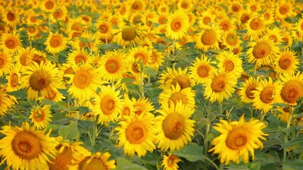 Wall Mural - Video of sunflowers field during daytime