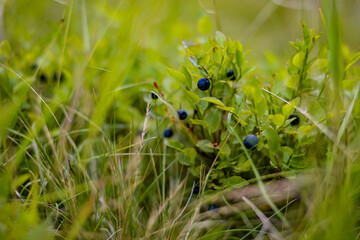 blueberry plant full of fruit. Vaccinium myrtillus tasty natural food found in the mountains at high altitudes