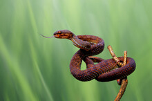 Viper Red Snake On The Wood