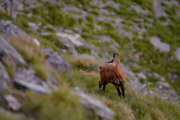 a black goat grazing on the mountain in the evening. Rupicapra wild animal in freedom