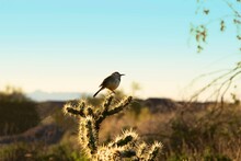 Cactus Wren Perched On A Cholla Cactus In The Sonoran Desert.