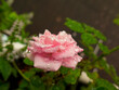 Pink rose with rain droplets