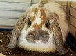 Pet bunny. Long eared mini lop belier