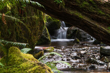 Scenic View Of Waterfall In The Quinault Rainforest
