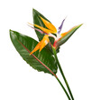 Strelitzia reginae flower, Bird of paradise flower with leaf, Tropical flower isolated on white background, with clipping path